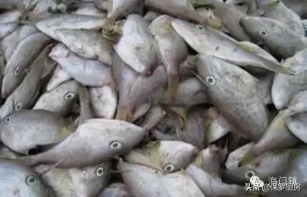 海鲜市场里常见的“海鲜种类”，你认识多少？是否一看到就呆了？